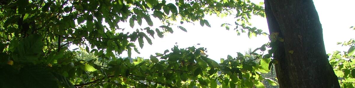 Photo "Altwasser" by Richard Mayer (Creative Commons Attribution 3.0) / Cropped from original