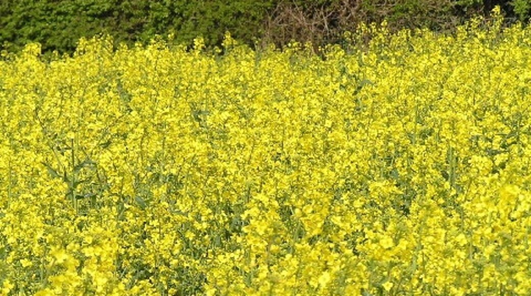 Foto “Stock and Bradley” tomada por Richard Dunn (CC BY-SA); recorte de la original