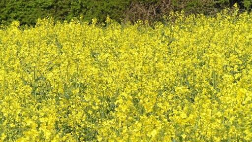 Photo "Stock and Bradley" by Richard Dunn (CC BY-SA) / Cropped from original