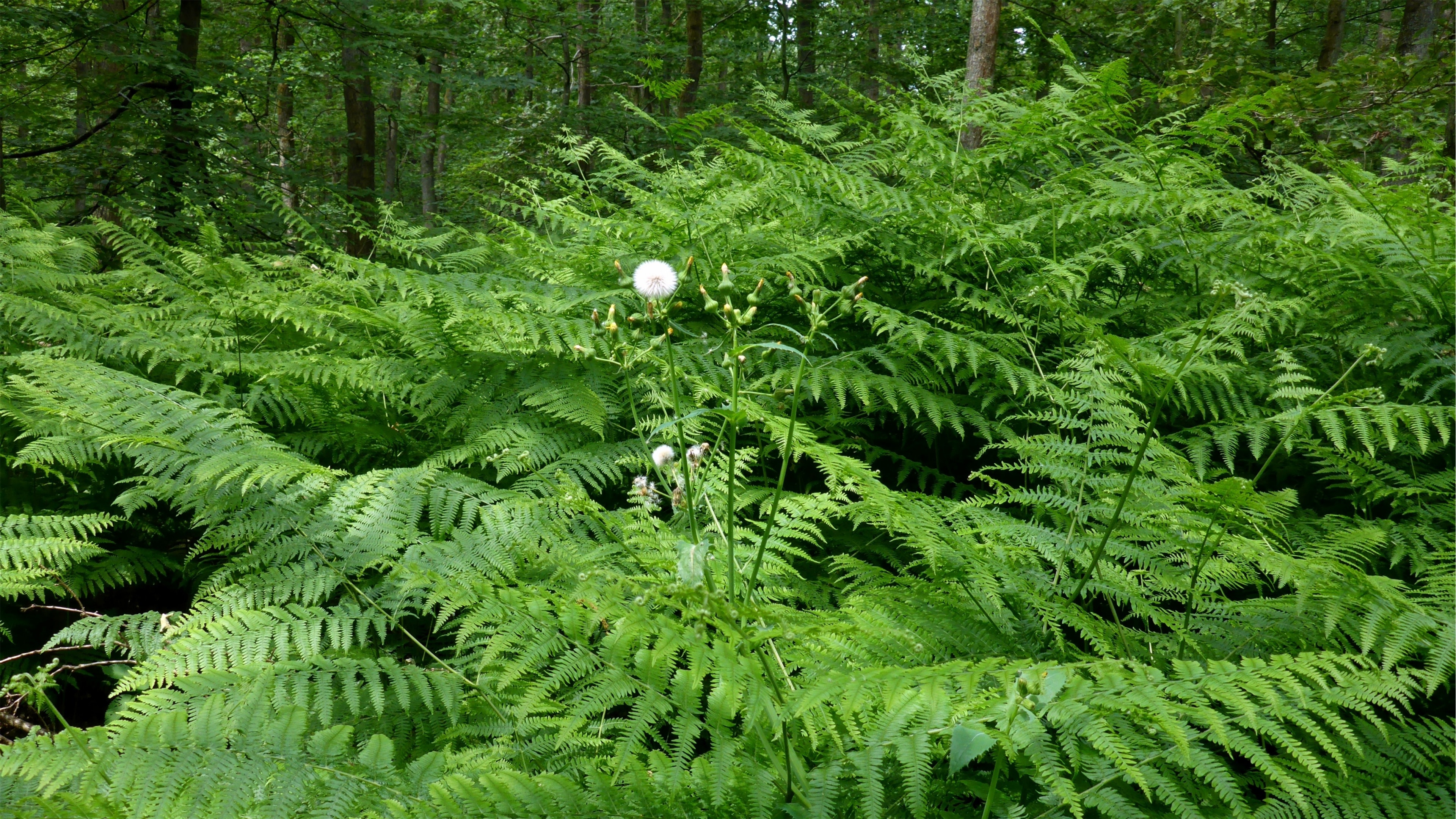 Photo "Blankenloch" by Günter Josef Radig (CC BY-SA) / Cropped from original