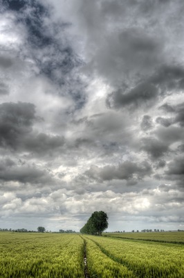 Trees - San Giovanni in Persiceto (BO) Italy - May 16, 2013