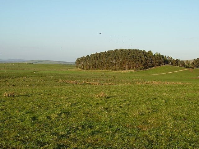 Outerston Hill. Wood containing a rookery (the black dots are rooks, Corvus frugilegus). There is a track visible, this is the access road to Outerston Hill. Grazing for sheep and cattle.