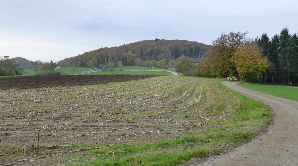 Photo "Odenwald" by Muck50 (CC BY-SA) / Cropped from original