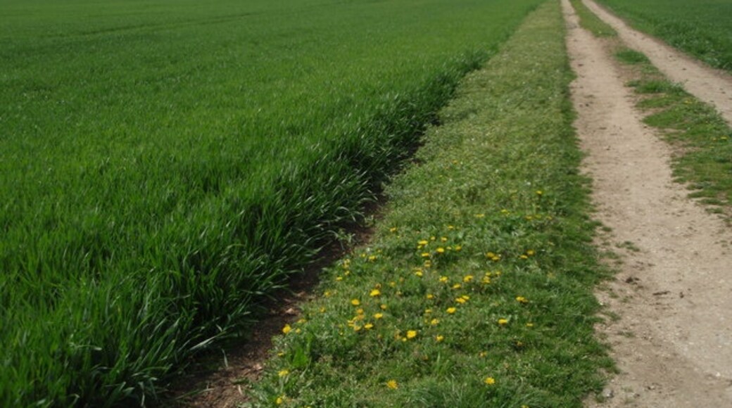 Foto „Glatton“ von Michael Trolove (CC BY-SA)/zugeschnittenes Original