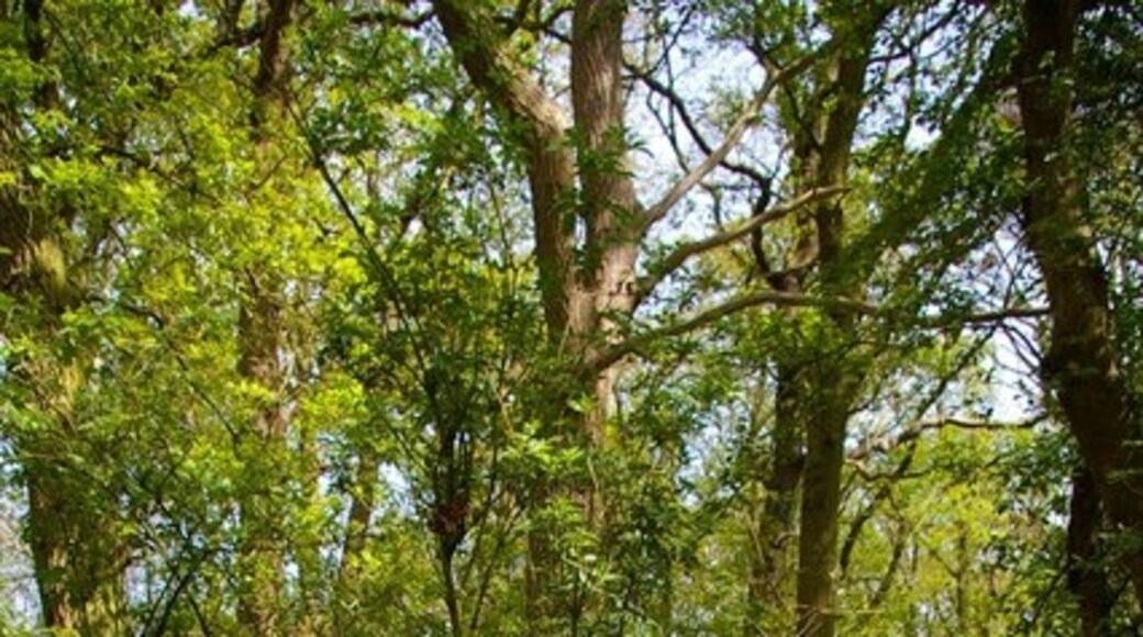 "North Fambridge"-foto av Glyn Baker (CC BY-SA) / Urklipp från original