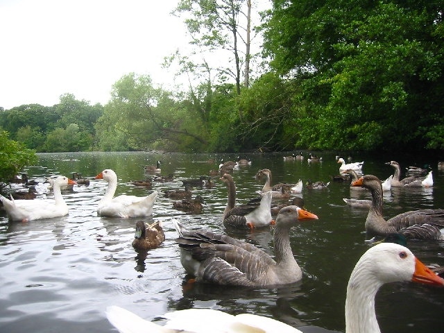 Millpond in Radwell. Extremely well fed ducks and geese at this popular spot for children.