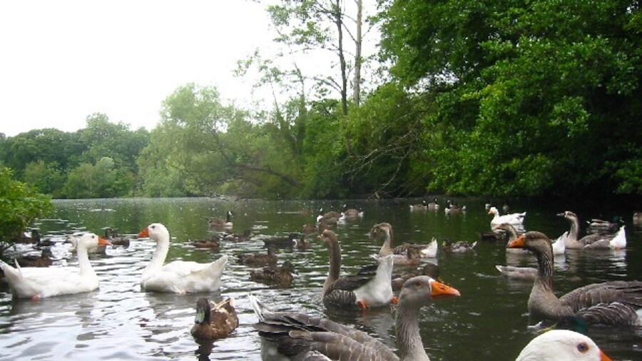 Photo "Millpond in Radwell. Extremely well fed ducks and geese at this popular spot for children." by Paul Dixon (Creative Commons Attribution-Share Alike 2.0) / Cropped from original