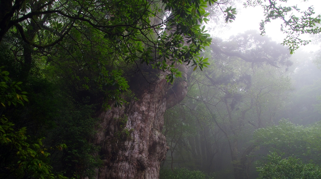 Hiroaki Kaneko (CC BY-SA) 的「繩文杉」相片 / 由原圖裁切