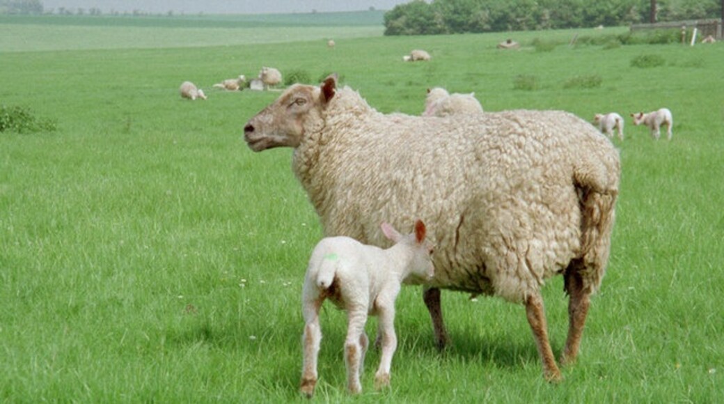 "Kelvedon Hatch"-foto av Christine Matthews (CC BY-SA) / Urklipp från original