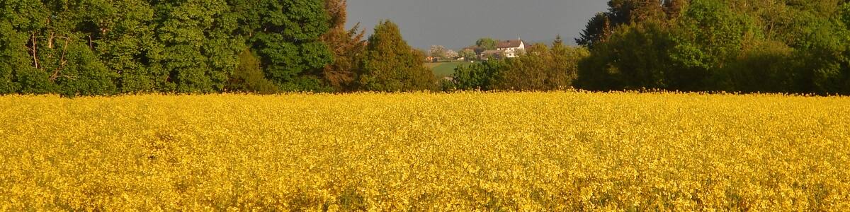 Photo "Rapsfeld bei Schmieh und Blick nach Neubulach?" by qwesy qwesy (Creative Commons Attribution 3.0) / Cropped from original