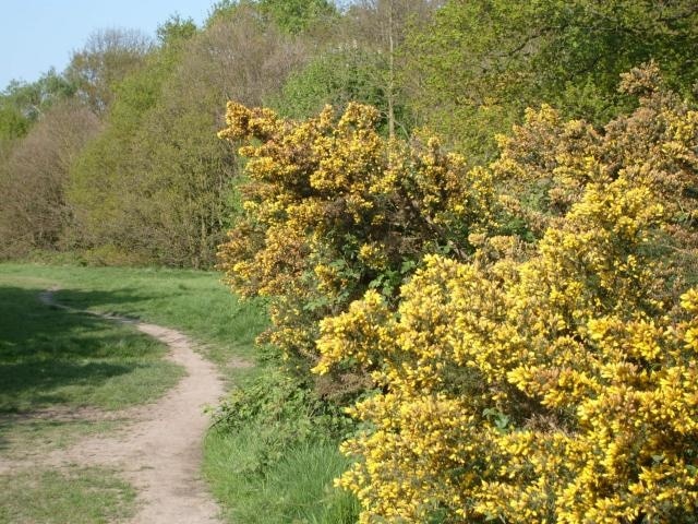 Gorse at Oak Hill, Woodford Green, London Oak Hill, in the London Borough of Redbridge, is part of Epping Forest.