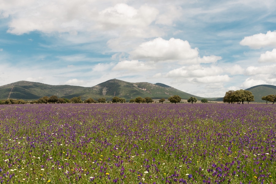This is a photography of a Site of Community Importance in Spain with the ID: