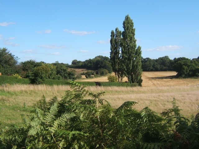 Late summer countryside with poplars