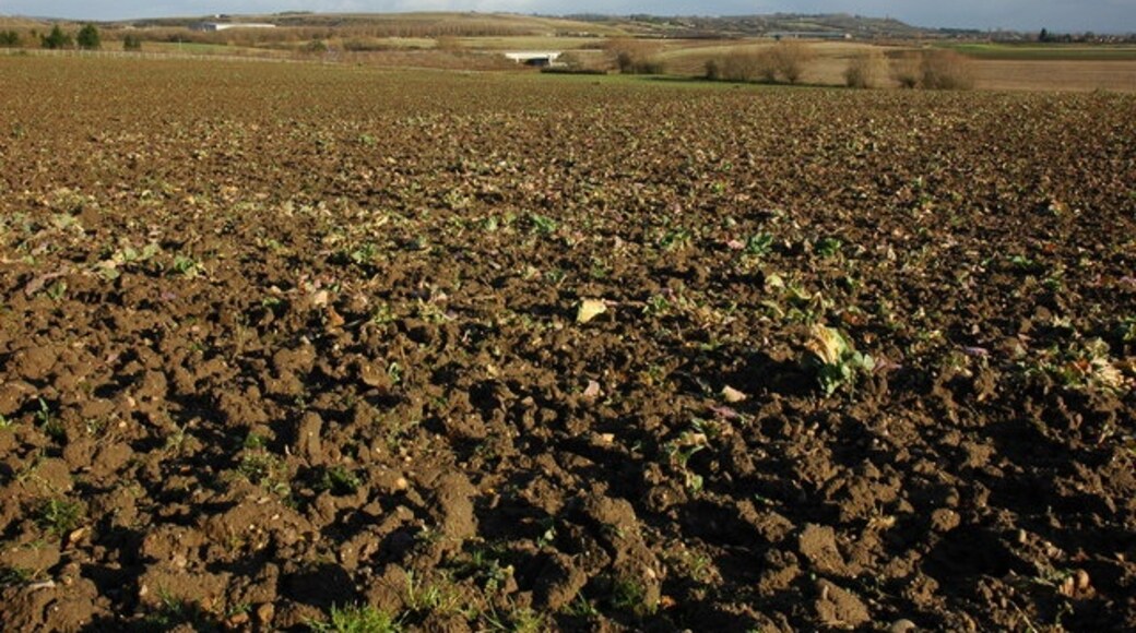 Foto “Pinvin” tomada por Philip Halling (CC BY-SA); recorte de la original