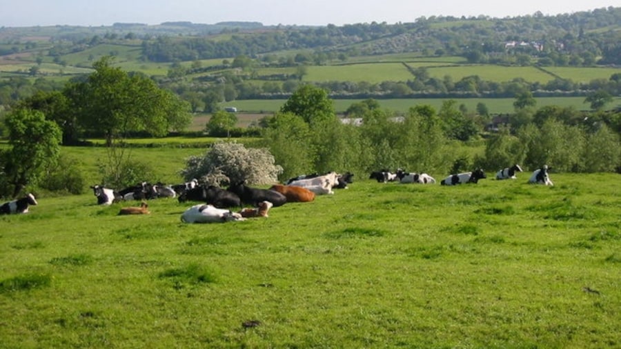 Photo "Gun Hills. Cattle sit in the sunshine at Gun Hills overlooking Hazelwood and the Ecclesbourne valley." by Mike Bardill (Creative Commons Attribution-Share Alike 2.0) / Cropped from original