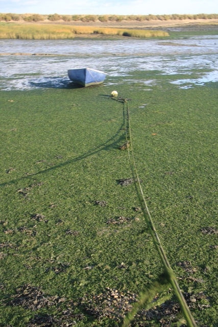 Boat moored in Goldhanger Creek The green slime looks solid, but in fact covers deep ooze, which is impossible to walk across.