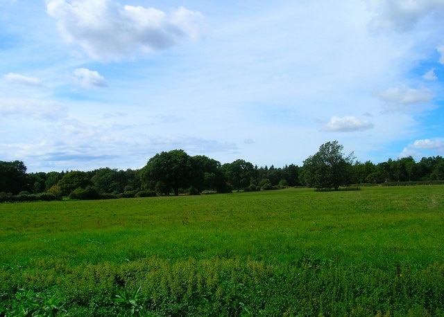 Westbourne Common. With the tree covered Longcopse Hill behind.