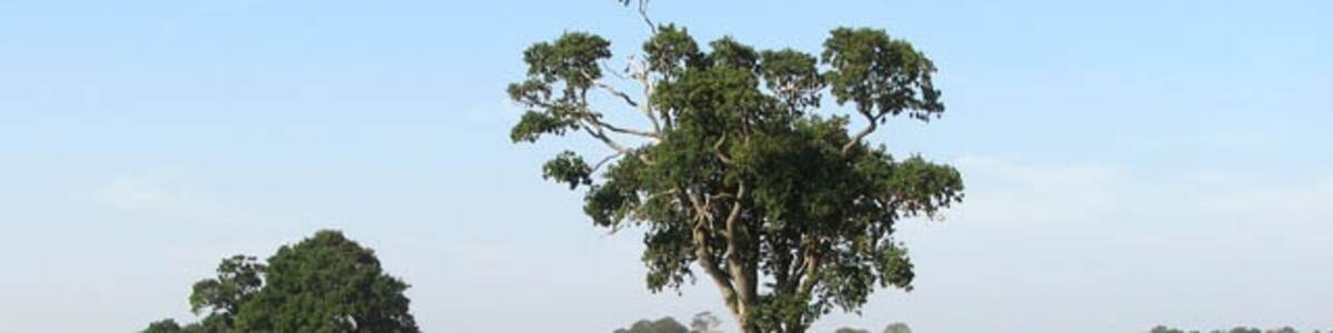 Photo "Trees growing in a field boundary hedge" by Evelyn Simak (Creative Commons Attribution-Share Alike 2.0) / Cropped from original