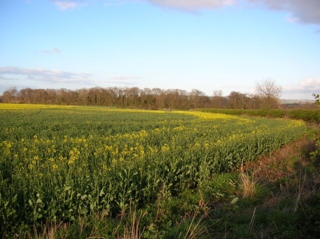 Photo "Buttercrambe with Bossall" by DS Pugh (CC BY-SA) / Cropped from original