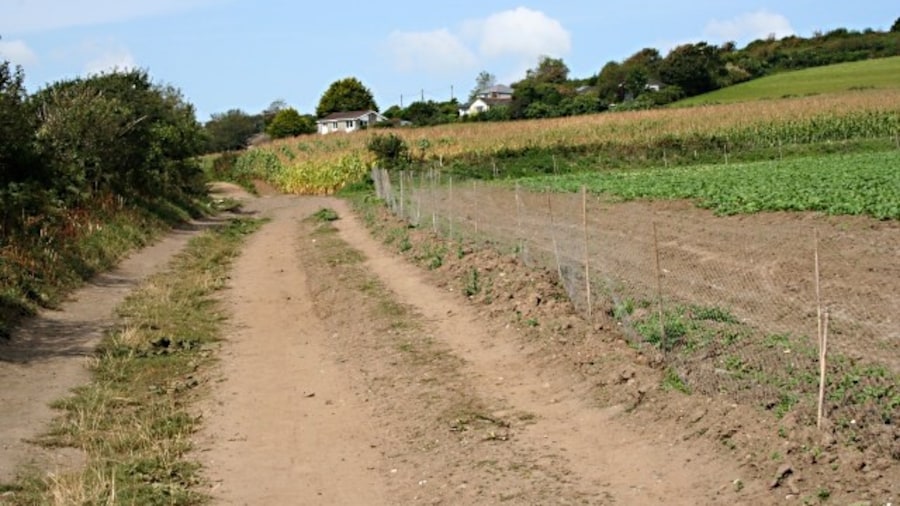 Photo "Brassicas and Maize On the lower slopes east of Penzance is some fairly good agricultural land. The near field of winter greens is surrounded by a low rabbit fence. Beyond that is a field of maize, usually grown as a silage crop for fodder." by Tony Atkin (Creative Commons Attribution-Share Alike 2.0) / Cropped from original