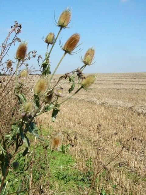 Kuva ”Aspenden” käyttäjältä Jodie Whiteley (CC BY-SA) / rajattu alkuperäisestä kuvasta