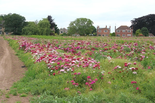 Sweet Williams off Park Lane, Surfleet. Grown for the cut flower trade.