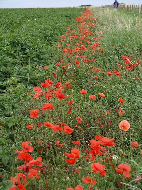 Poppies, Boarhills The ditch beside the coastal path as it cuts across the raised beach to the shore is full of poppies.