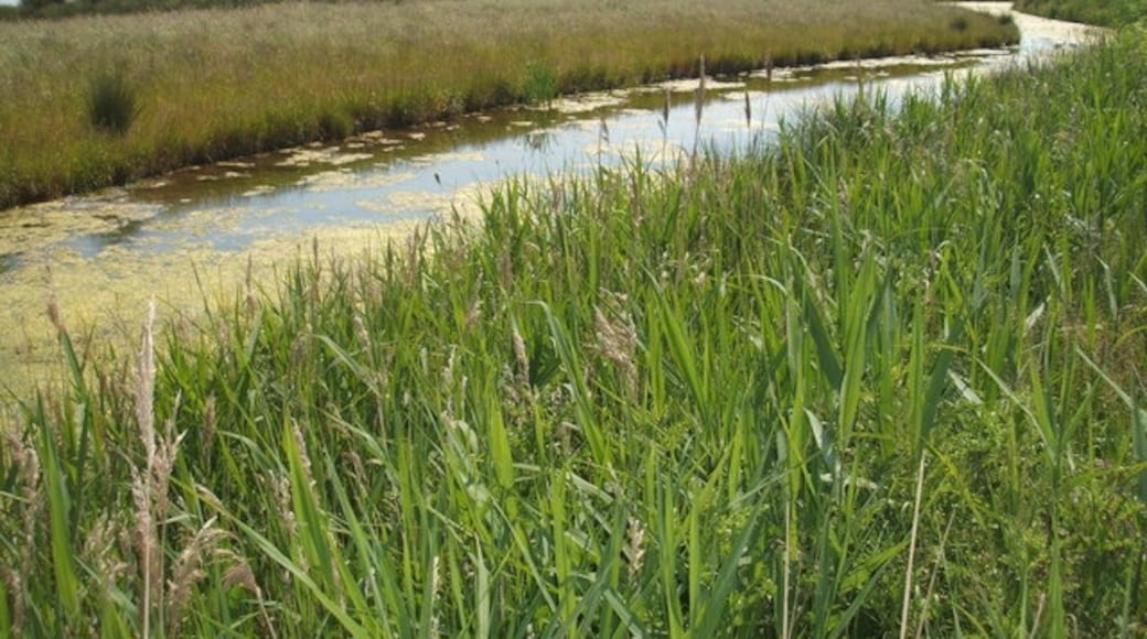 Foto „Norton Subcourse“ von Stuart Warrington (CC BY-SA)/zugeschnittenes Original