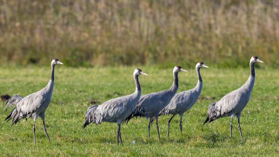 Cranes (Grus grus) searching for wheat grains that have been scattered the night before on a meadow to help feeding the birds.