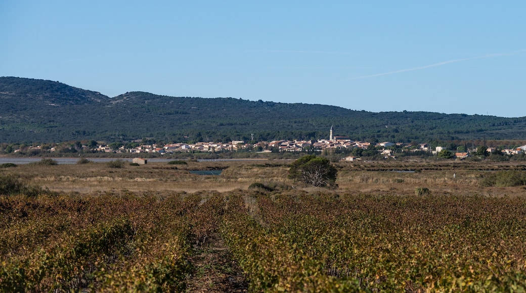 Photo "Villeneuve-les-Maguelone" by Christian Ferrer (CC BY-SA) / Cropped from original