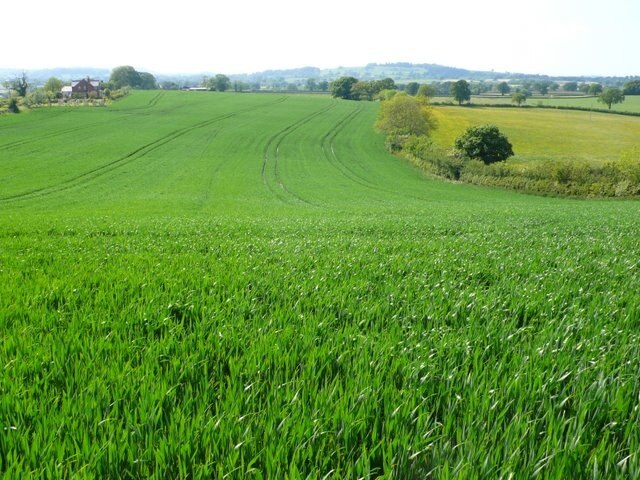 Wheatfield near Westfields Looking west from near the bend in the road from Mappowder to Westfields. The buildings on the left are Humber Hill Farm