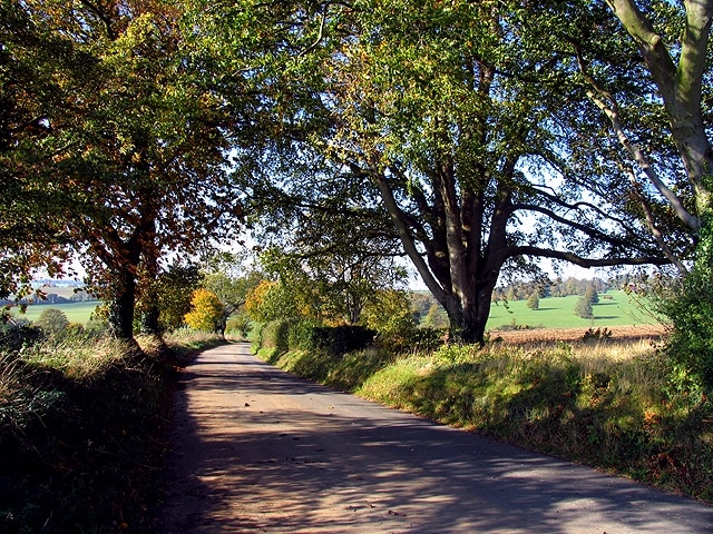 Dappled light en route to the Woolley Estate. The road is in the southern half of the square and runs more or less horizontally along the square. The bearing is more or less west along the road.