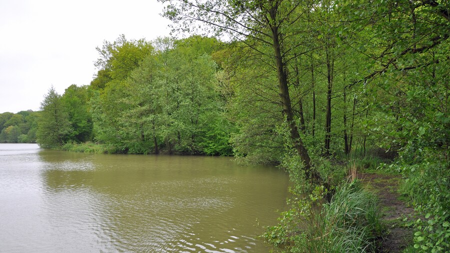 Photo "Arques (département du Pas-de-Calais, France): the pond of Harchelles in the forest of Clairmarais" by MJJR (Creative Commons Attribution 3.0) / Cropped from original