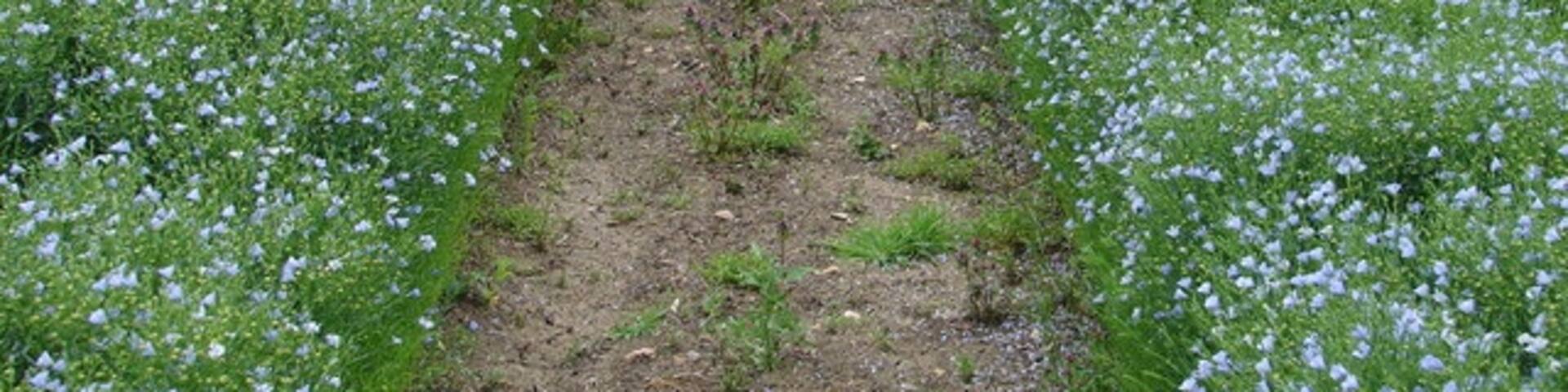 Walking Through the Blue. Flax plants abound either side of the footpath.