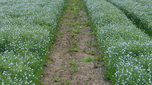 Photo "South Kyme" by Ian Paterson (CC BY-SA) / Cropped from original