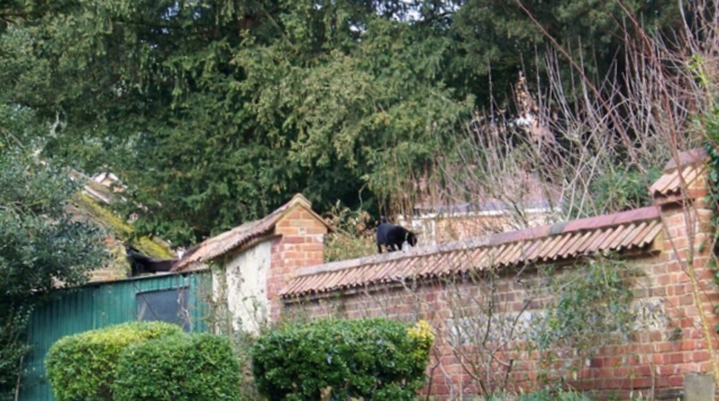 Photo "Langton Long Blandford" by Trish Steel (CC BY-SA) / Cropped from original