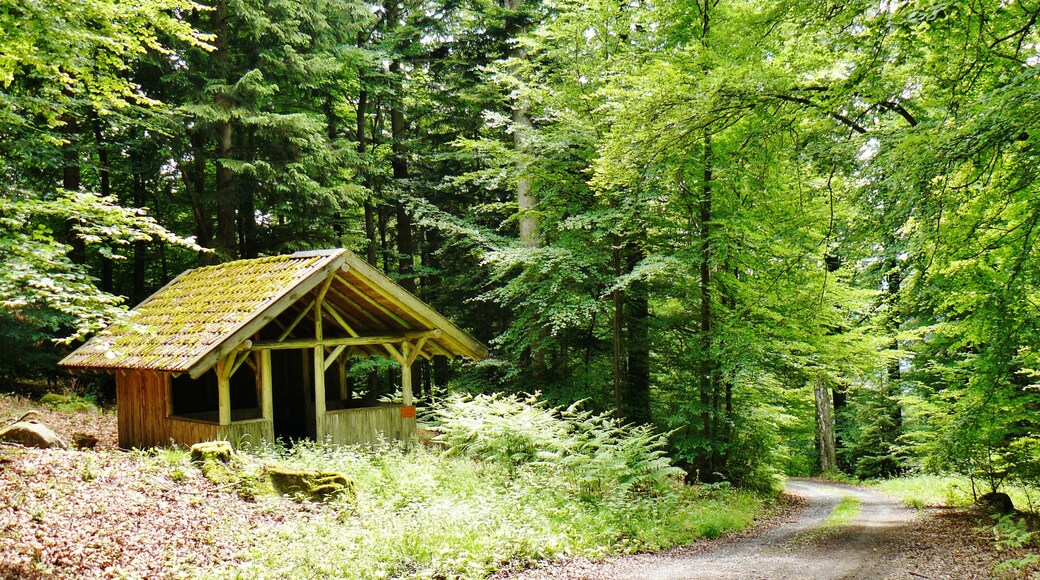 Foto “Waldrennach” feta per qwesy qwesy (CC BY). Retallada de l’original.