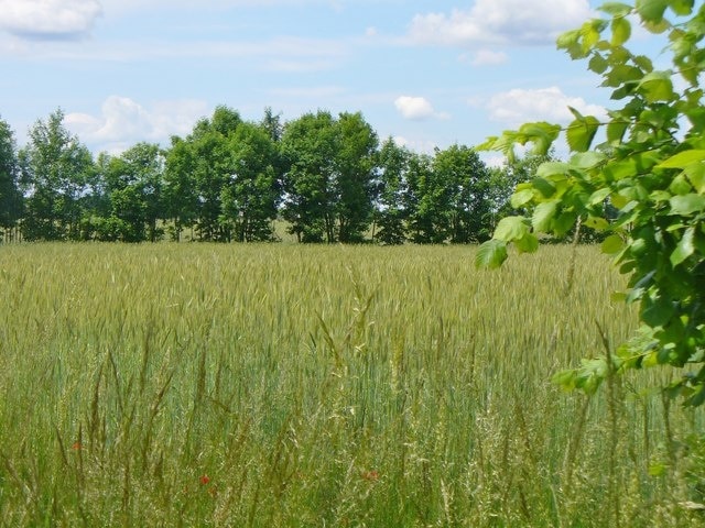 Loewenbruch - Weizenfeld (Wheat Field)