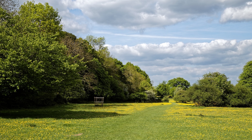Foto „Hatfield Forest“ von Acabashi (CC BY-SA)/zugeschnittenes Original