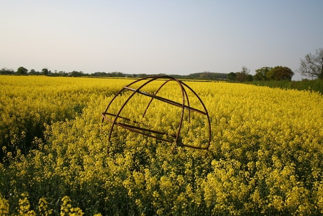 Steel frame sphere. A mysterious object in flowering oil seed rape off Bulpit Lane near Swinderby