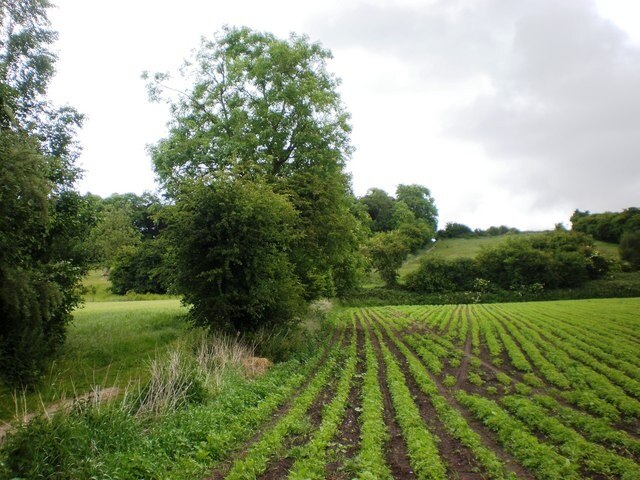 Photo "South Cliffe" by Dr Patty McAlpin (CC BY-SA) / Cropped from original