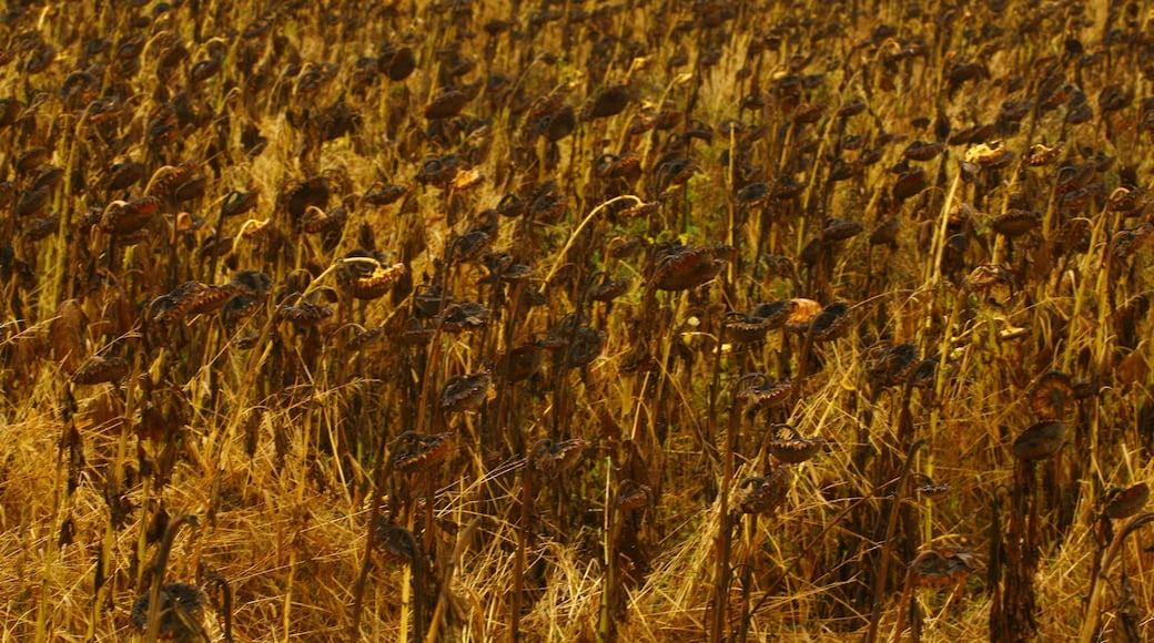 Foto “Seelow” tomada por Michal Gorski (CC BY-SA); recorte de la original