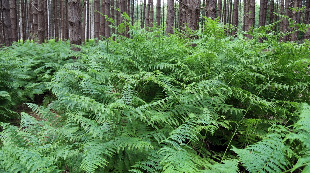 Kuva ”Theydon Mount” käyttäjältä Acabashi (CC BY-SA) / rajattu alkuperäisestä kuvasta