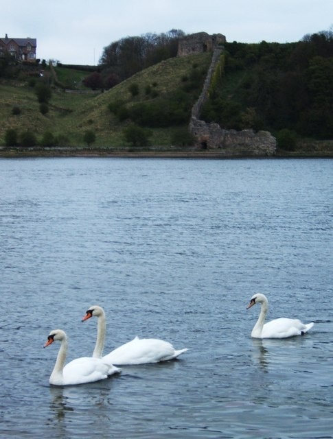 The White Wall, Berwick upon Tweed This steep wall, viewed from the south side of the river, is known as the White Wall; with its dramatic 'Breakneck Stairs', it rises from the Tweed to Berwick Castle, in its time a prized possesssion for both English and Scottish rulers. In the foreground are just three of Berwick's famous herd of mute swans, whose numbers reach around 400 at their peak in August.