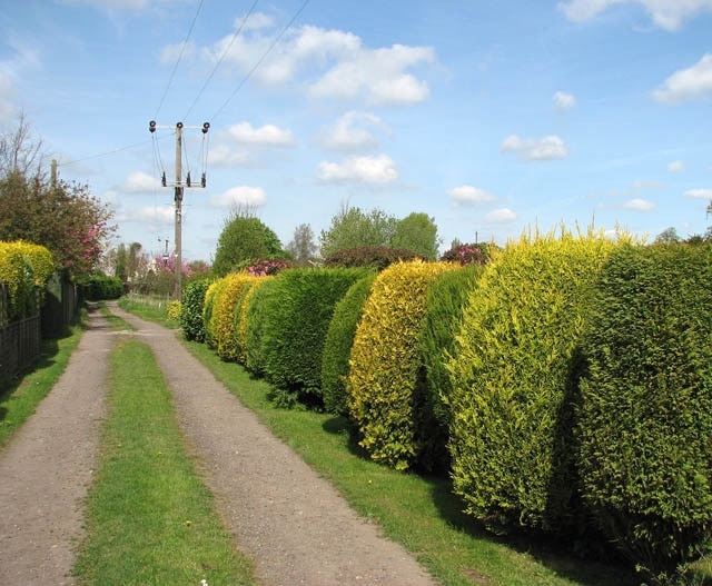 Kuva ”Elm” käyttäjältä Evelyn Simak (CC BY-SA) / rajattu alkuperäisestä kuvasta