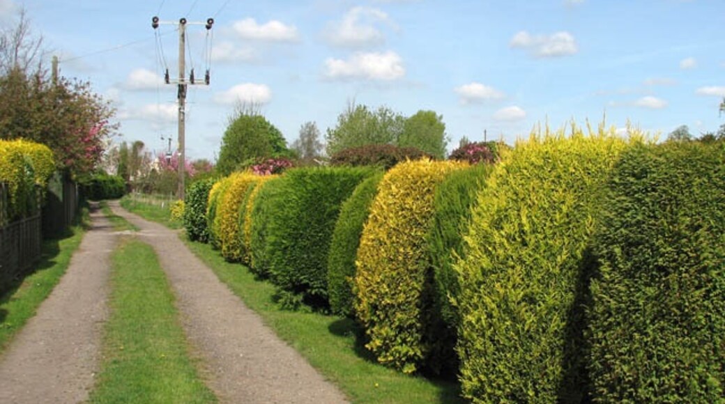 Kuva ”Elm” käyttäjältä Evelyn Simak (CC BY-SA) / rajattu alkuperäisestä kuvasta