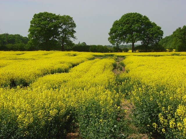 Farmland, Oakley In the field of rape between Pack Lane and the railway.