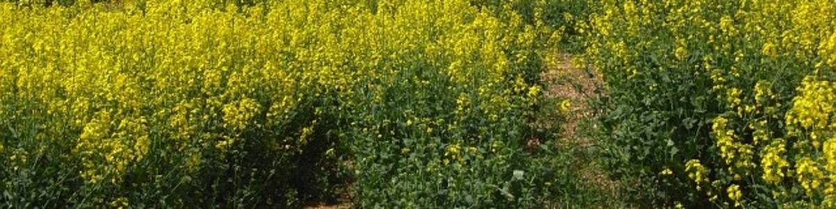 Photo "Farmland, Oakley In the field of rape between Pack Lane and the railway." by Andrew Smith (Creative Commons Attribution-Share Alike 2.0) / Cropped from original