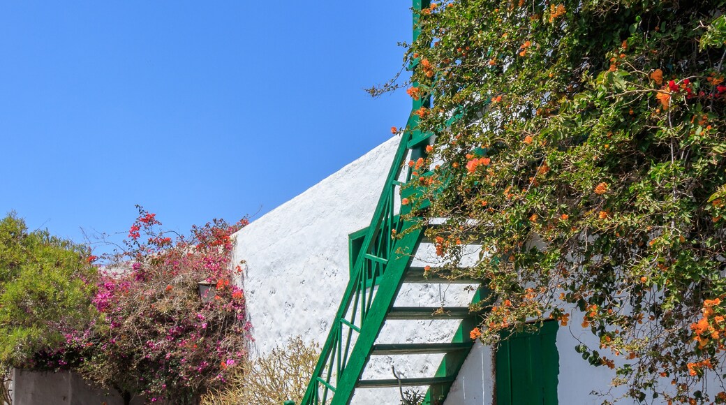 « Tiagua», photo de H. Zell (CC BY-SA) / rognée de l’originale