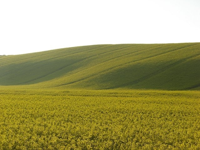 Selby's Hill 2007 was a yellow year. Big subsidies for oil seed rape has led to many acres being planted. With biofuels being fashionable this is going to continue to be a familiar sight.